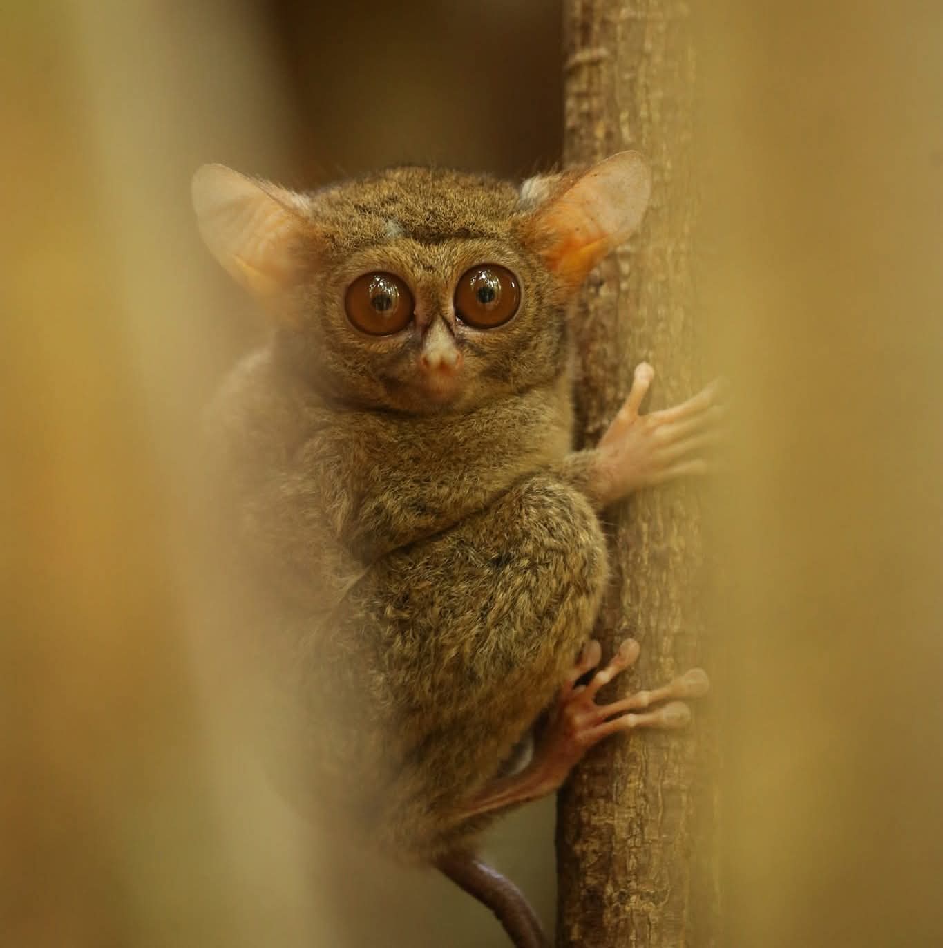 Satwa Liar Tangkoko
